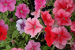 Madness Spring Petunia (Petunia 'Madness Spring') at The Mustard Seed