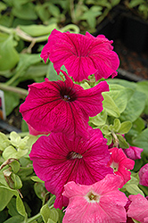 Ultra Plum Petunia (Petunia 'Ultra Plum') at The Mustard Seed
