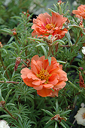 Sundial Mango Portulaca (Portulaca grandiflora 'Sundial Mango') at The Mustard Seed