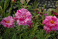 Sundial Peppermint Portulaca (Portulaca grandiflora 'Sundial Peppermint') at The Mustard Seed