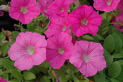 Wave Pink Petunia (Petunia 'Wave Pink') at The Mustard Seed
