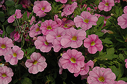 Aloha Soft Pink Calibrachoa (Calibrachoa 'Aloha Soft Pink') at The Mustard Seed