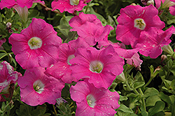 Supertunia Giant Pink Petunia (Petunia 'Supertunia Giant Pink') at The Mustard Seed