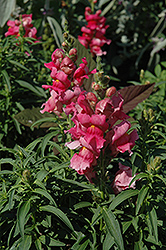 Liberty Classic Pink Snapdragon (Antirrhinum majus 'Liberty Classic Pink') at The Mustard Seed