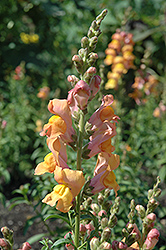 Liberty Classic Bronze Snapdragon (Antirrhinum majus 'Liberty Classic Bronze') at The Mustard Seed