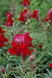 Liberty Classic Crimson Snapdragon (Antirrhinum majus 'Liberty Classic Crimson') at The Mustard Seed