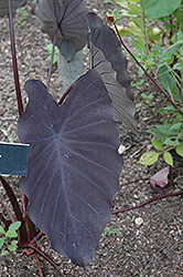 Black Magic Elephant Ear (Colocasia esculenta 'Black Magic') at The Mustard Seed