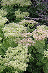 Crystal Pink Stonecrop (Sedum spectabile 'Crystal Pink') at The Mustard Seed