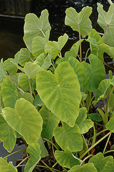 Elephant Ear (Colocasia esculenta) at The Mustard Seed