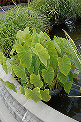 Elephant Ear (Colocasia esculenta) at The Mustard Seed