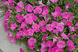 Easy Wave Pink Petunia (Petunia 'Easy Wave Pink') at The Mustard Seed