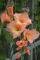 Peach Melba Gladiola (Gladiolus 'Peach Melba') at The Mustard Seed