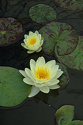 Marliacea Chromatella Hardy Water Lily (Nymphaea 'Marliacea Chromatella') at The Mustard Seed