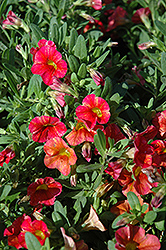 Superbells Tequila Sunrise Calibrachoa (Calibrachoa 'Superbells Tequila Sunrise') at The Mustard Seed