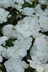 Super Elfin XP White Impatiens (Impatiens walleriana 'Super Elfin XP White') at The Mustard Seed
