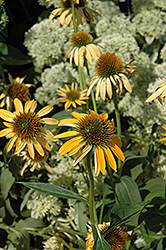 Big Sky Harvest Moon Coneflower (Echinacea 'Big Sky Harvest Moon') at The Mustard Seed