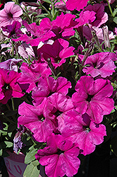 Easy Wave Plum Pudding Mix Petunia (Petunia 'Easy Wave Plum Pudding Mix') at The Mustard Seed