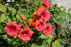 Balboa Sunset Trumpetvine (Campsis radicans 'Balboa Sunset') at The Mustard Seed