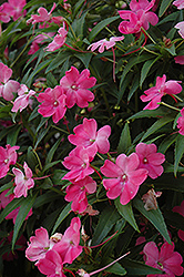 SunPatiens Vigorous Pink New Guinea Impatiens (Impatiens 'SunPatiens Vigorous Pink') at The Mustard Seed