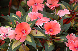 SunPatiens Vigorous Coral New Guinea Impatiens (Impatiens 'SunPatiens Vigorous Coral') at The Mustard Seed