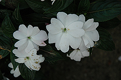 Harmony White New Guinea Impatiens (Impatiens hawkeri 'Harmony White') at The Mustard Seed