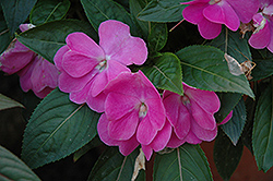 Harmony Dark Violet New Guinea Impatiens (Impatiens hawkeri 'Harmony Dark Violet') at The Mustard Seed