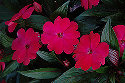 Harmony Magenta New Guinea Impatiens (Impatiens hawkeri 'Harmony Magenta') at The Mustard Seed