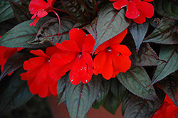 Harmony Orange Red New Guinea Impatiens (Impatiens hawkeri 'Harmony Orange Red') at The Mustard Seed