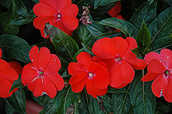 Harmony Orange Blaze New Guinea Impatiens (Impatiens hawkeri 'Harmony Orange Blaze') at The Mustard Seed