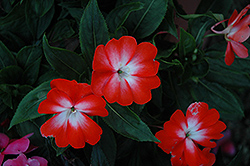 Harmony Orange Star New Guinea Impatiens (Impatiens hawkeri 'Harmony Orange Star') at The Mustard Seed