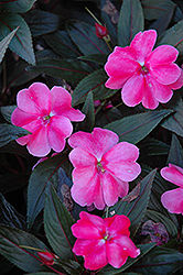 Harmony Pink Cream New Guinea Impatiens (Impatiens hawkeri 'Harmony Pink Cream') at The Mustard Seed