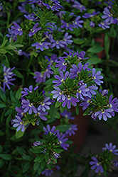 Blue Wind Fan Flower (Scaevola aemula 'Blue Wind') at The Mustard Seed