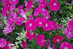 Wave Rose Petunia (Petunia 'Wave Rose') at The Mustard Seed