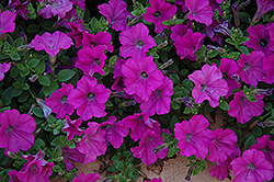 Wave Lavender Petunia (Petunia 'Wave Lavender') at The Mustard Seed