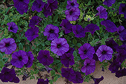 Wave Blue Petunia (Petunia 'Wave Blue') at The Mustard Seed
