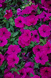 Wave Purple Petunia (Petunia 'Wave Purple') at The Mustard Seed