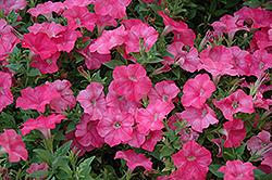 Easy Wave Salmon Petunia (Petunia 'Easy Wave Salmon') at The Mustard Seed