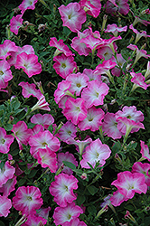 Easy Wave Pink Dawn Petunia (Petunia 'Easy Wave Pink Dawn') at The Mustard Seed