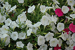 Shock Wave Buzz Mix Petunia (Petunia 'Shock Wave Buzz Mix') at The Mustard Seed