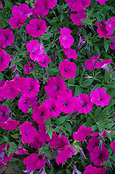 Shock Wave Purple Petunia (Petunia 'Shock Wave Purple') at The Mustard Seed