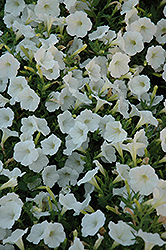 Shock Wave Coconut Petunia (Petunia 'Shock Wave Coconut') at The Mustard Seed