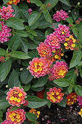 Landmark Sunrise Rose Lantana (Lantana camara 'Landmark Sunrise Rose') at The Mustard Seed