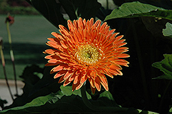 Funtastic Mango Gerbera Daisy (Gerbera 'Funtastic Mango') at The Mustard Seed