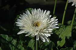 Funtastic Blush Gerbera Daisy (Gerbera 'Funtastic Blush') at The Mustard Seed