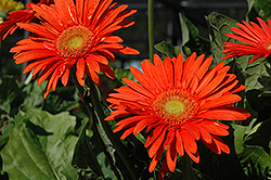 Funtastic Fire Orange Gerbera Daisy (Gerbera 'Funtastic Fire Orange') at The Mustard Seed
