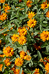Profusion Double Golden Zinnia (Zinnia 'Profusion Double Golden') at The Mustard Seed
