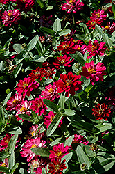 Profusion Double Cherry Zinnia (Zinnia 'Profusion Double Cherry') at The Mustard Seed