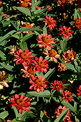 Profusion Deep Apricot Zinnia (Zinnia 'Profusion Deep Apricot') at The Mustard Seed