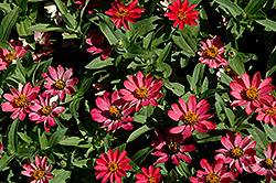 Profusion Coral Pink Zinnia (Zinnia 'Profusion Coral Pink') at The Mustard Seed