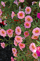 MiniFamous Coral Pink Calibrachoa (Calibrachoa 'MiniFamous Coral Pink') at The Mustard Seed